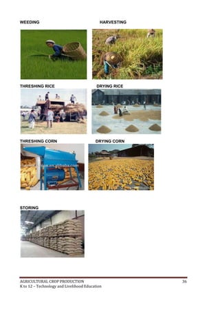 AGRICULTURAL CROP PRODUCTION 36
K to 12 – Technology and Livelihood Education
WEEDING HARVESTING
THRESHING RICE DRYING RICE
THRESHING CORN DRYING CORN
STORING
 