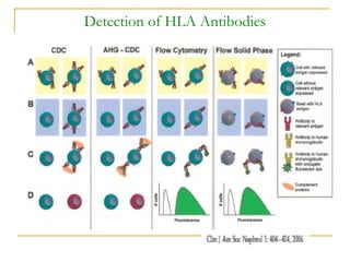 Detection of HLA Antibodies
 