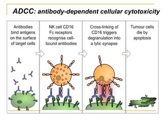 ADCC: antibody-dependent cellular cytotoxicity
 