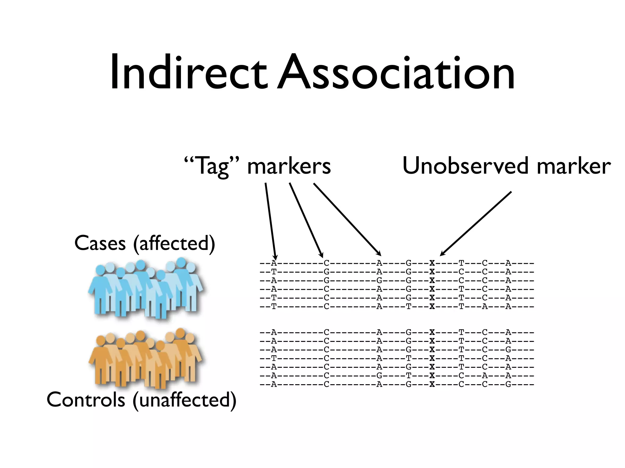 Indirect Association
               “Tag” markers                    Unobserved marker

   Cases (affected)
                        --A--------C--------A----G---X----T---C---A----
                        --T--------G--------A----G---X----C---C---A----
                        --A--------G--------G----G---X----C---C---A----
                        --A--------C--------A----G---X----T---C---A----
                        --T--------C--------A----G---X----T---C---A----
                        --T--------C--------A----T---X----T---A---A----

                        --A--------C--------A----G---X----T---C---A----
                        --A--------C--------A----G---X----T---C---A----
                        --A--------C--------A----G---X----T---C---G----
                        --T--------C--------A----T---X----T---C---A----
                        --A--------C--------A----G---X----T---C---A----
                        --A--------C--------G----T---X----C---A---A----
                        --A--------C--------A----G---X----C---C---G----

Controls (unaffected)
 