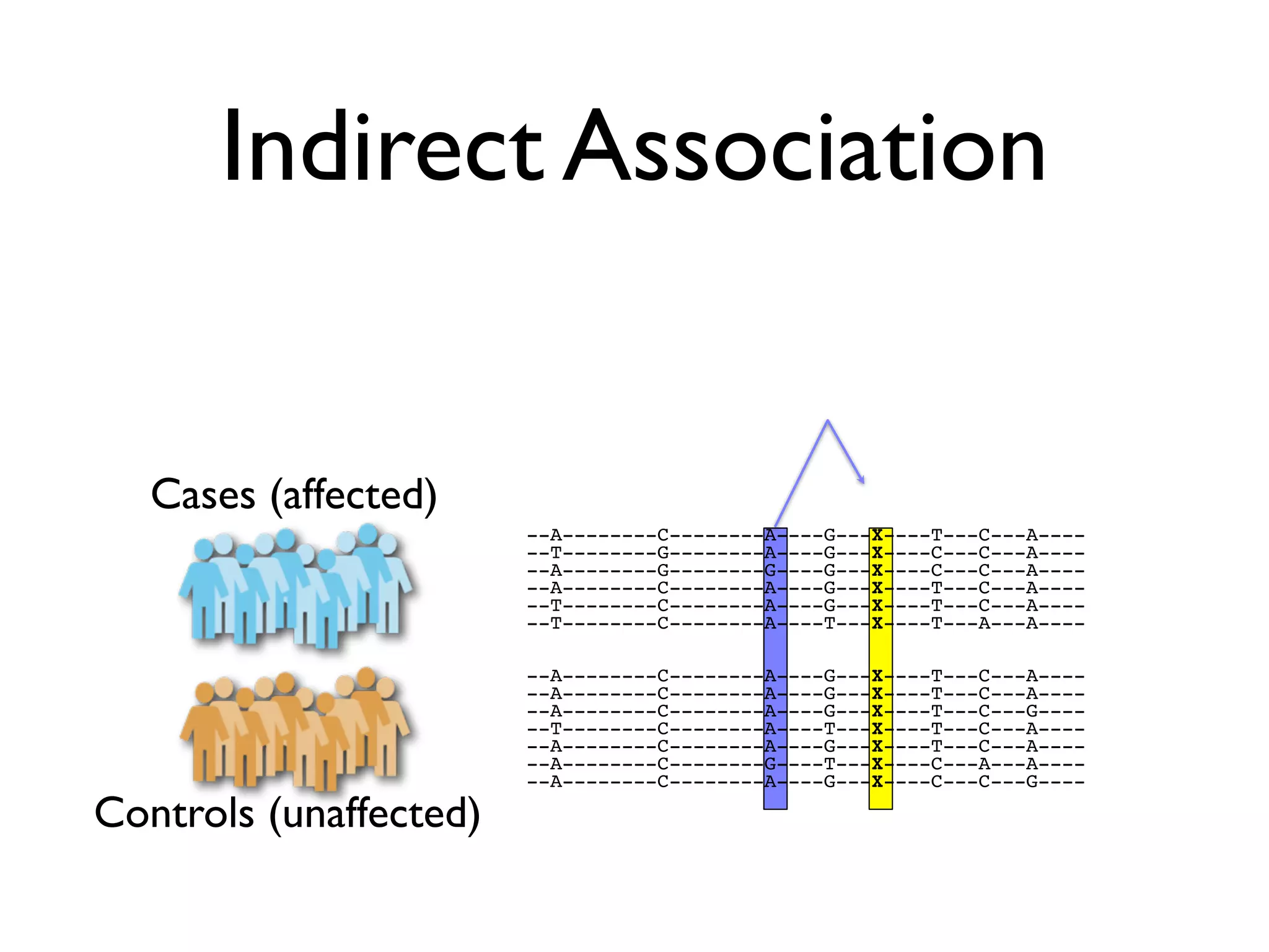 Indirect Association


   Cases (affected)
                        --A--------C--------A----G---X----T---C---A----
                        --T--------G--------A----G---X----C---C---A----
                        --A--------G--------G----G---X----C---C---A----
                        --A--------C--------A----G---X----T---C---A----
                        --T--------C--------A----G---X----T---C---A----
                        --T--------C--------A----T---X----T---A---A----

                        --A--------C--------A----G---X----T---C---A----
                        --A--------C--------A----G---X----T---C---A----
                        --A--------C--------A----G---X----T---C---G----
                        --T--------C--------A----T---X----T---C---A----
                        --A--------C--------A----G---X----T---C---A----
                        --A--------C--------G----T---X----C---A---A----
                        --A--------C--------A----G---X----C---C---G----

Controls (unaffected)
 