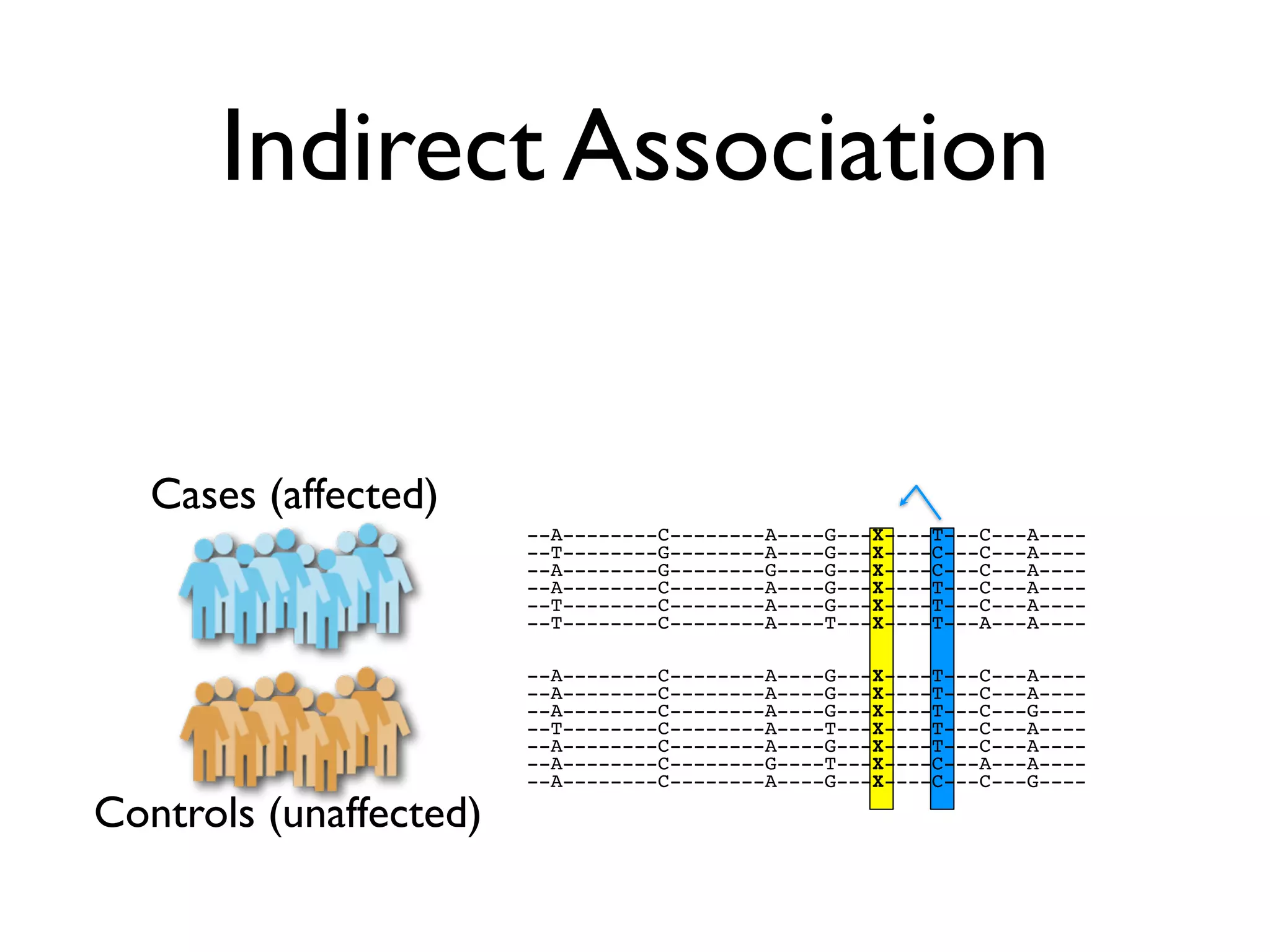 Indirect Association


   Cases (affected)
                        --A--------C--------A----G---X----T---C---A----
                        --T--------G--------A----G---X----C---C---A----
                        --A--------G--------G----G---X----C---C---A----
                        --A--------C--------A----G---X----T---C---A----
                        --T--------C--------A----G---X----T---C---A----
                        --T--------C--------A----T---X----T---A---A----

                        --A--------C--------A----G---X----T---C---A----
                        --A--------C--------A----G---X----T---C---A----
                        --A--------C--------A----G---X----T---C---G----
                        --T--------C--------A----T---X----T---C---A----
                        --A--------C--------A----G---X----T---C---A----
                        --A--------C--------G----T---X----C---A---A----
                        --A--------C--------A----G---X----C---C---G----

Controls (unaffected)
 