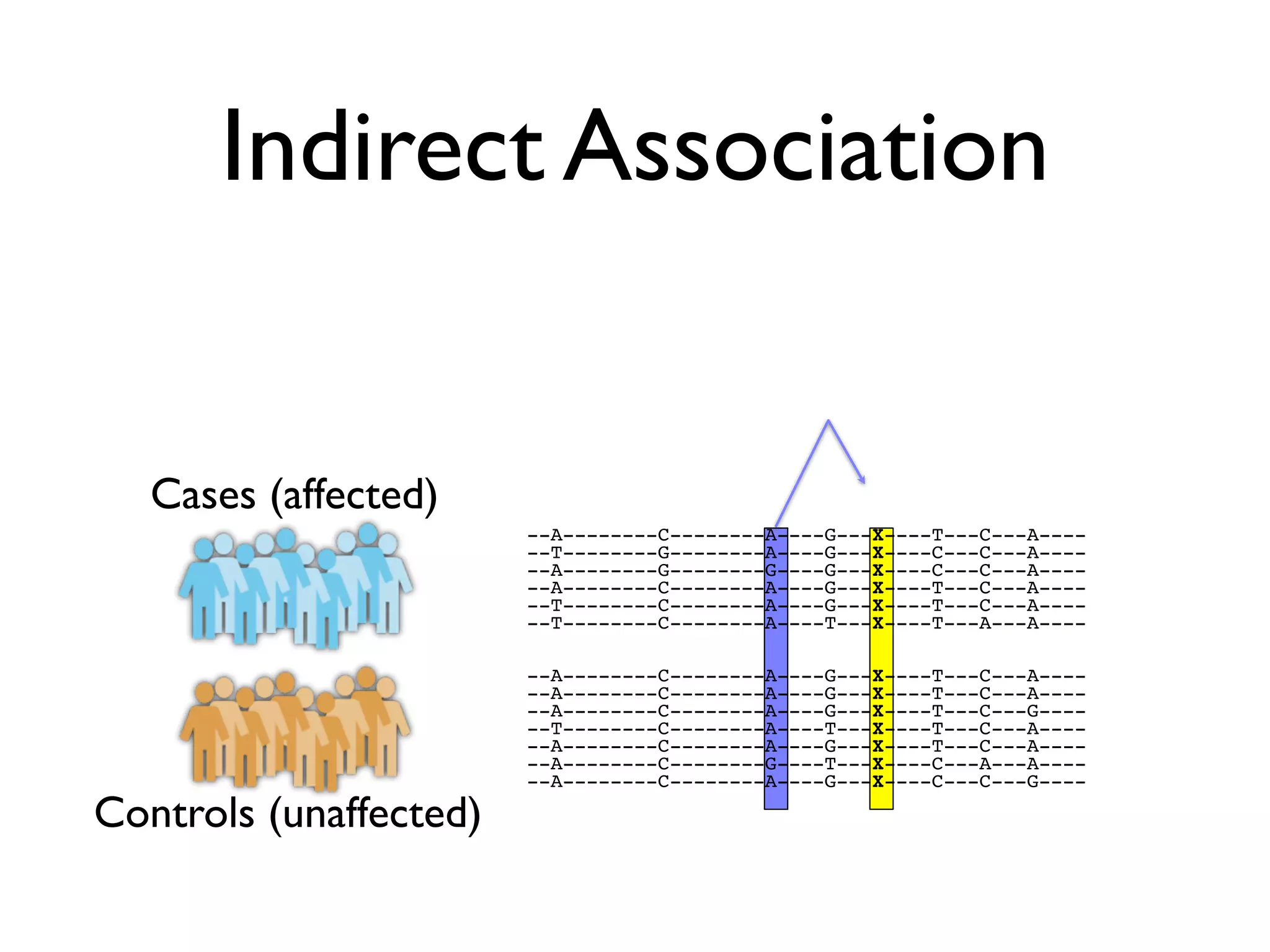 Indirect Association


   Cases (affected)
                        --A--------C--------A----G---X----T---C---A----
                        --T--------G--------A----G---X----C---C---A----
                        --A--------G--------G----G---X----C---C---A----
                        --A--------C--------A----G---X----T---C---A----
                        --T--------C--------A----G---X----T---C---A----
                        --T--------C--------A----T---X----T---A---A----

                        --A--------C--------A----G---X----T---C---A----
                        --A--------C--------A----G---X----T---C---A----
                        --A--------C--------A----G---X----T---C---G----
                        --T--------C--------A----T---X----T---C---A----
                        --A--------C--------A----G---X----T---C---A----
                        --A--------C--------G----T---X----C---A---A----
                        --A--------C--------A----G---X----C---C---G----

Controls (unaffected)
 