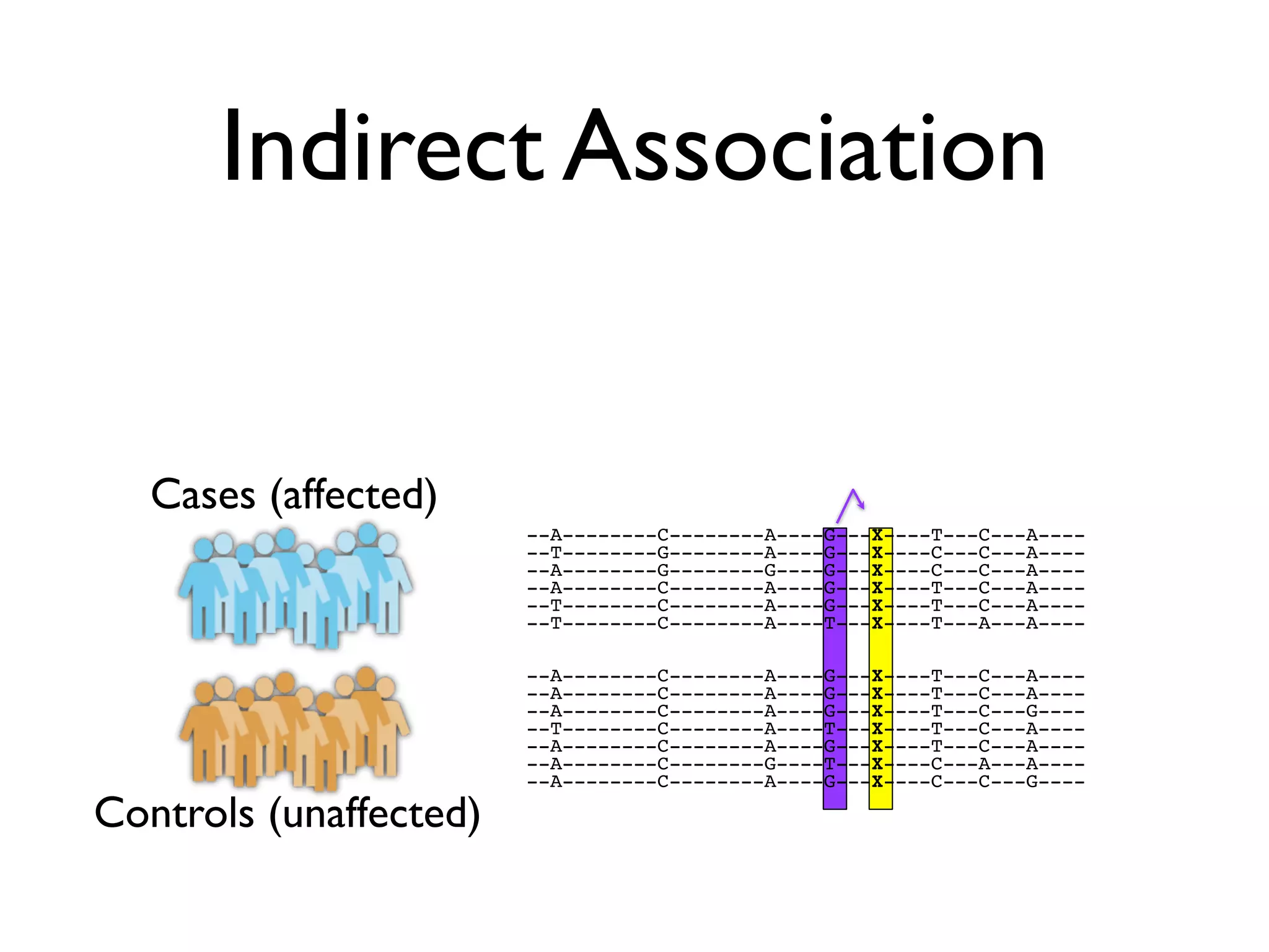Indirect Association


   Cases (affected)
                        --A--------C--------A----G---X----T---C---A----
                        --T--------G--------A----G---X----C---C---A----
                        --A--------G--------G----G---X----C---C---A----
                        --A--------C--------A----G---X----T---C---A----
                        --T--------C--------A----G---X----T---C---A----
                        --T--------C--------A----T---X----T---A---A----

                        --A--------C--------A----G---X----T---C---A----
                        --A--------C--------A----G---X----T---C---A----
                        --A--------C--------A----G---X----T---C---G----
                        --T--------C--------A----T---X----T---C---A----
                        --A--------C--------A----G---X----T---C---A----
                        --A--------C--------G----T---X----C---A---A----
                        --A--------C--------A----G---X----C---C---G----

Controls (unaffected)
 