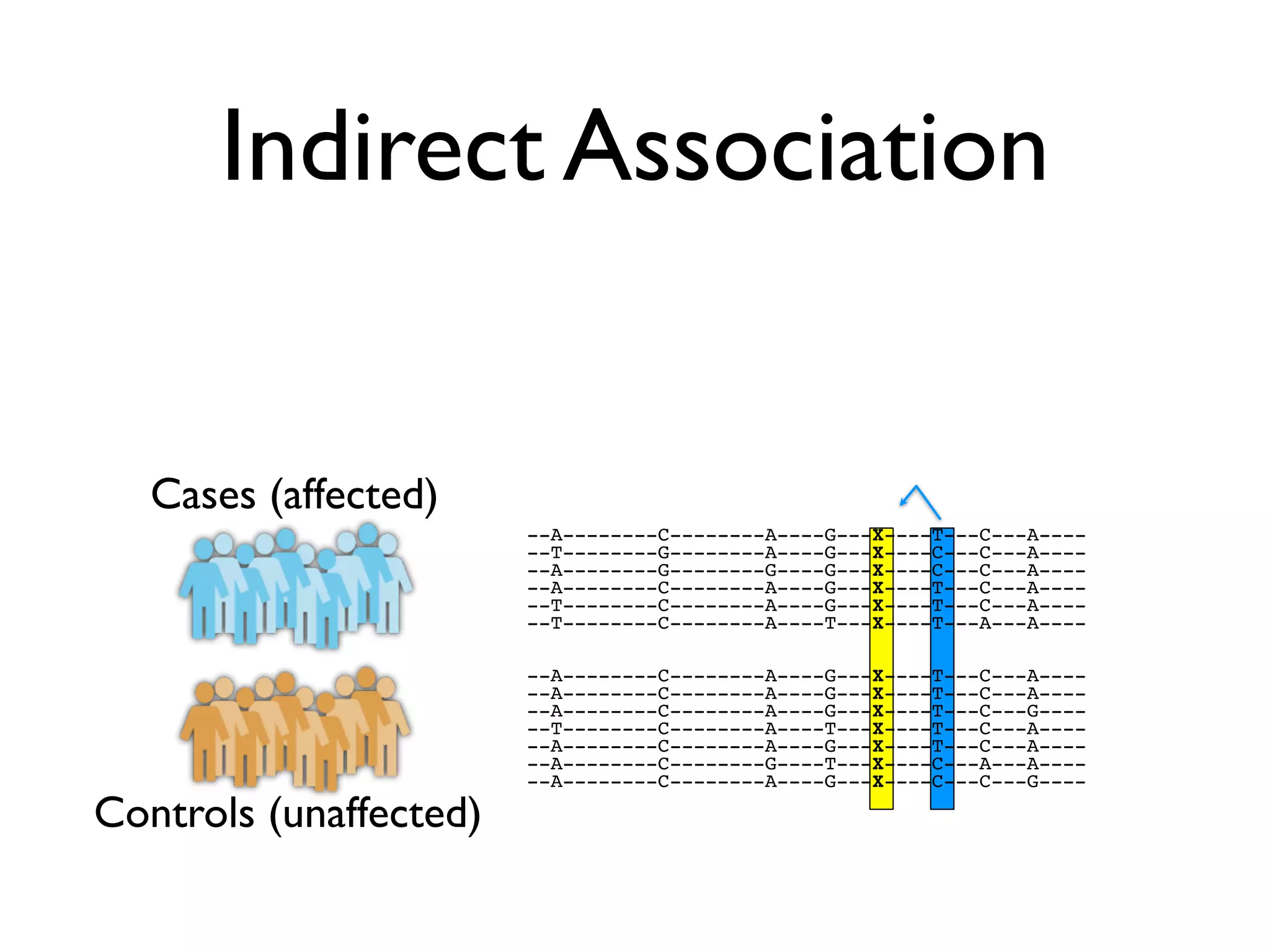 Indirect Association


   Cases (affected)
                        --A--------C--------A----G---X----T---C---A----
                        --T--------G--------A----G---X----C---C---A----
                        --A--------G--------G----G---X----C---C---A----
                        --A--------C--------A----G---X----T---C---A----
                        --T--------C--------A----G---X----T---C---A----
                        --T--------C--------A----T---X----T---A---A----

                        --A--------C--------A----G---X----T---C---A----
                        --A--------C--------A----G---X----T---C---A----
                        --A--------C--------A----G---X----T---C---G----
                        --T--------C--------A----T---X----T---C---A----
                        --A--------C--------A----G---X----T---C---A----
                        --A--------C--------G----T---X----C---A---A----
                        --A--------C--------A----G---X----C---C---G----

Controls (unaffected)
 