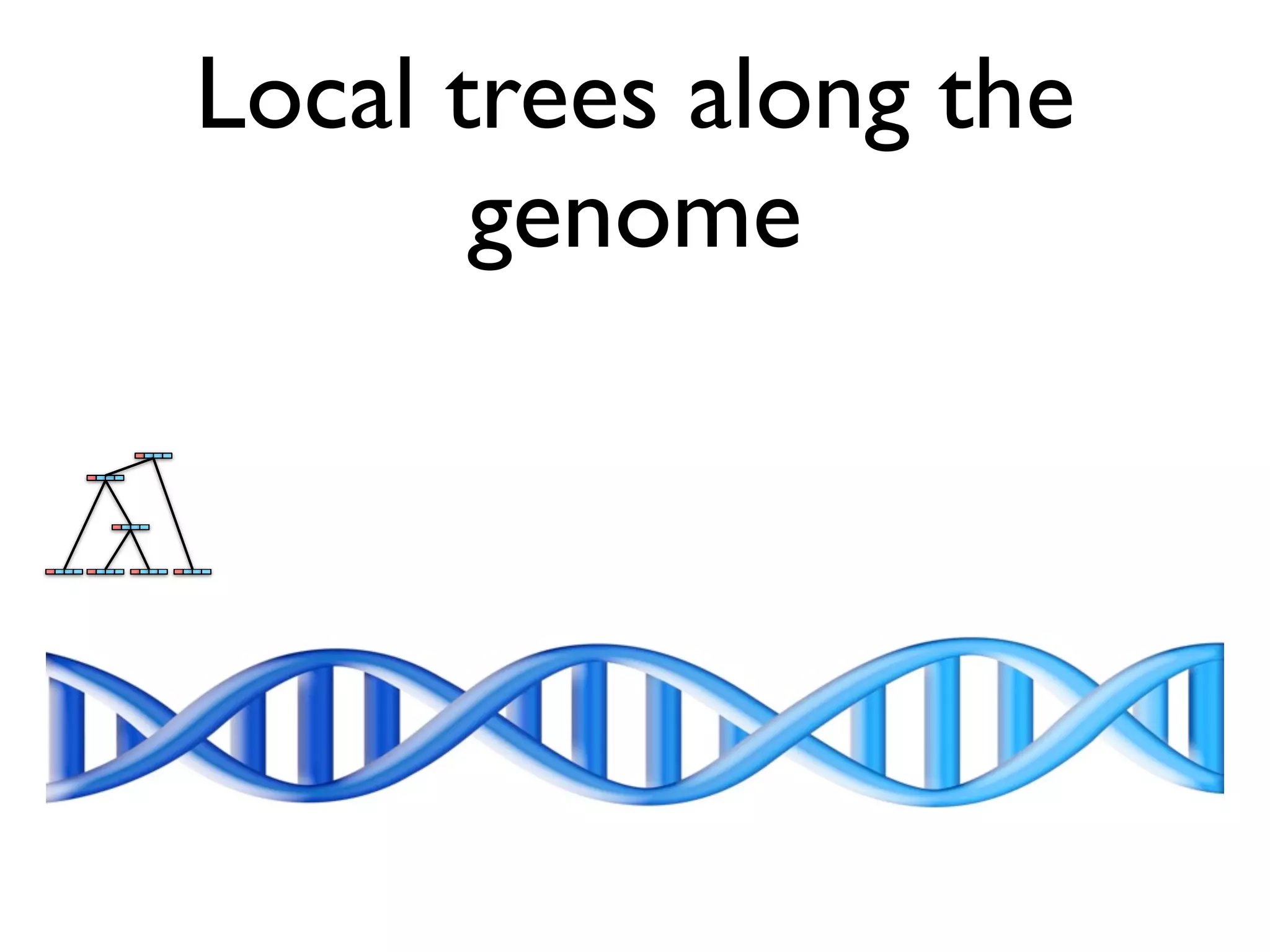 Local trees along the
       genome
 