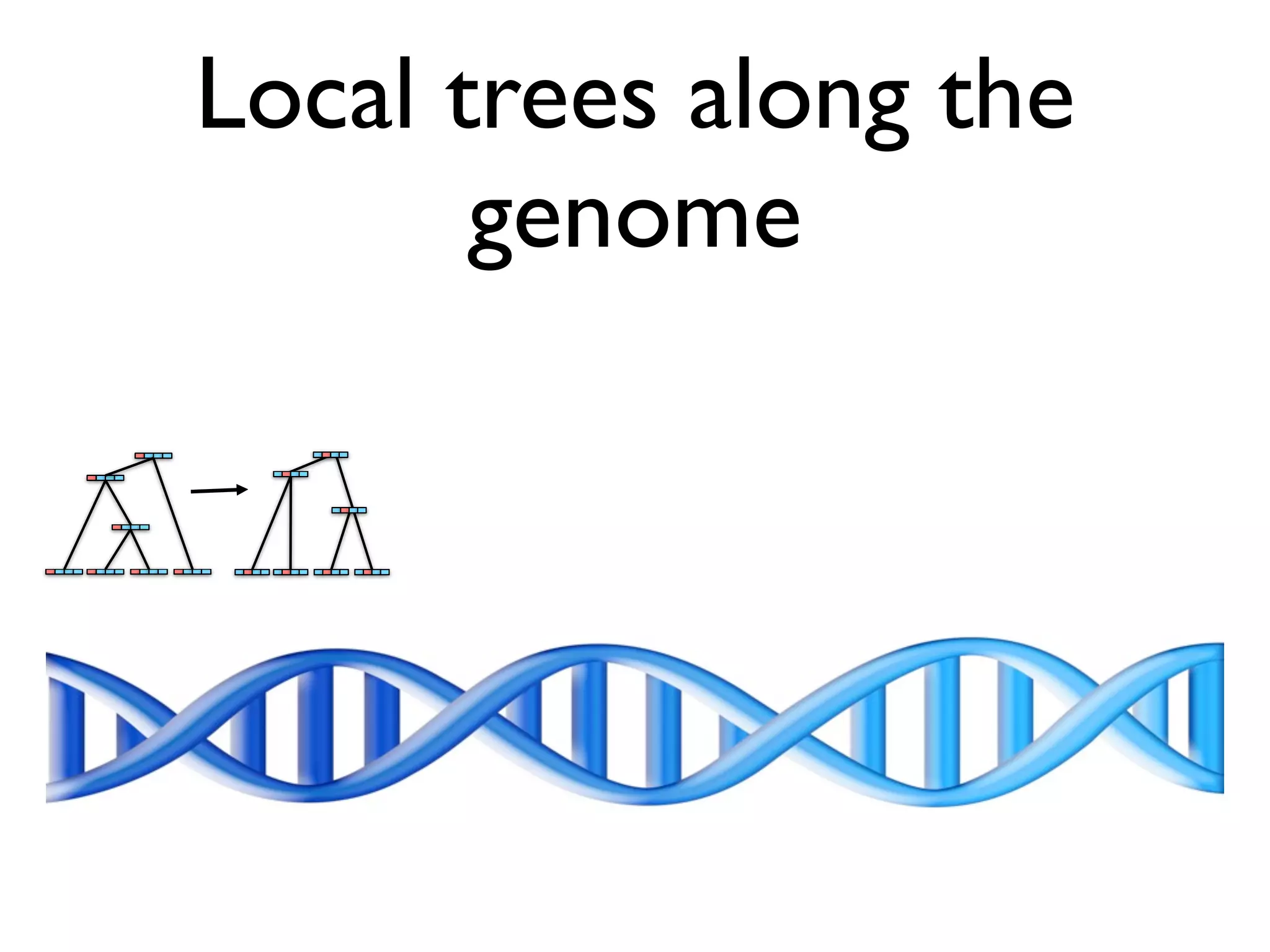 Local trees along the
       genome
 