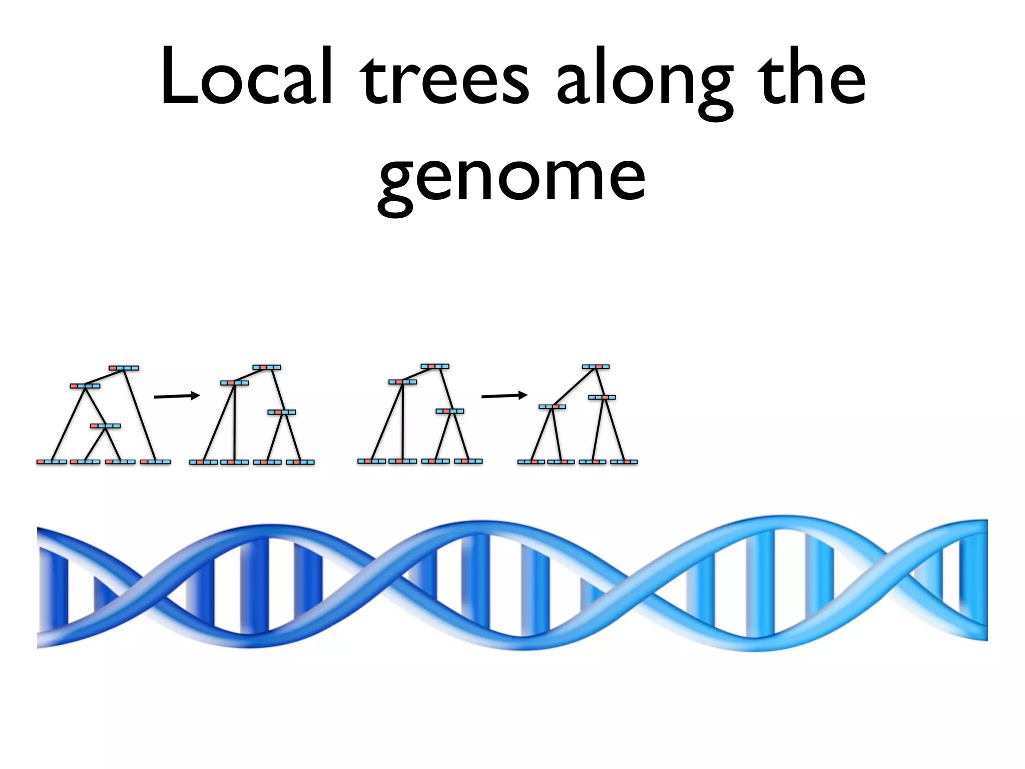 Local trees along the
       genome
 