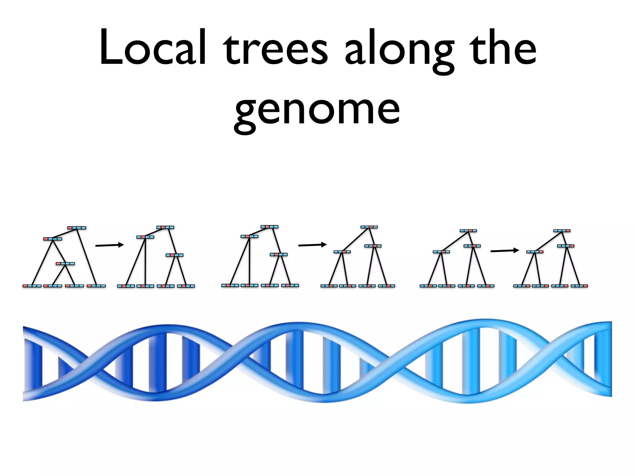 Local trees along the
       genome
 