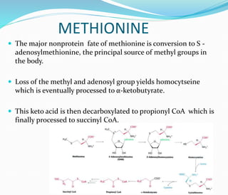 METHIONINE
 The major nonprotein fate of methionine is conversion to S -
adenosylmethionine, the principal source of methyl groups in
the body.
 Loss of the methyl and adenosyl group yields homocytseine
which is eventually processed to α-ketobutyrate.
 This keto acid is then decarboxylated to propionyl CoA which is
finally processed to succinyl CoA.
 