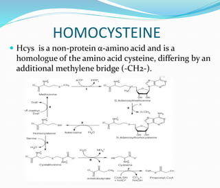 HOMOCYSTEINE
 Hcys is a non-protein α-amino acid and is a
homologue of the amino acid cysteine, differing by an
additional methylene bridge (-CH2-).
 