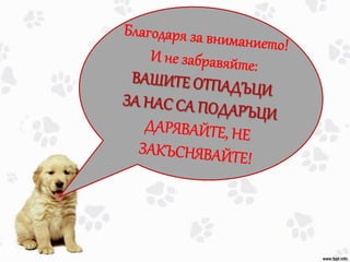 Куче от станиол - в помощ на Очи на четири лапи
