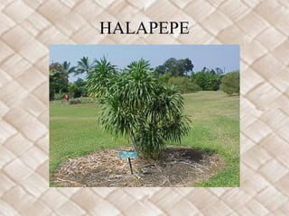 HALAPEPE
 