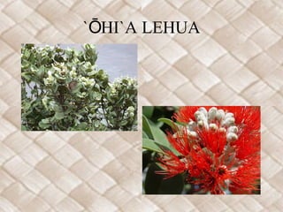 `ŌHI`A LEHUA
 