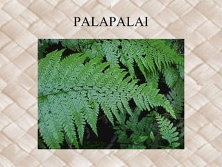 PALAPALAI
 