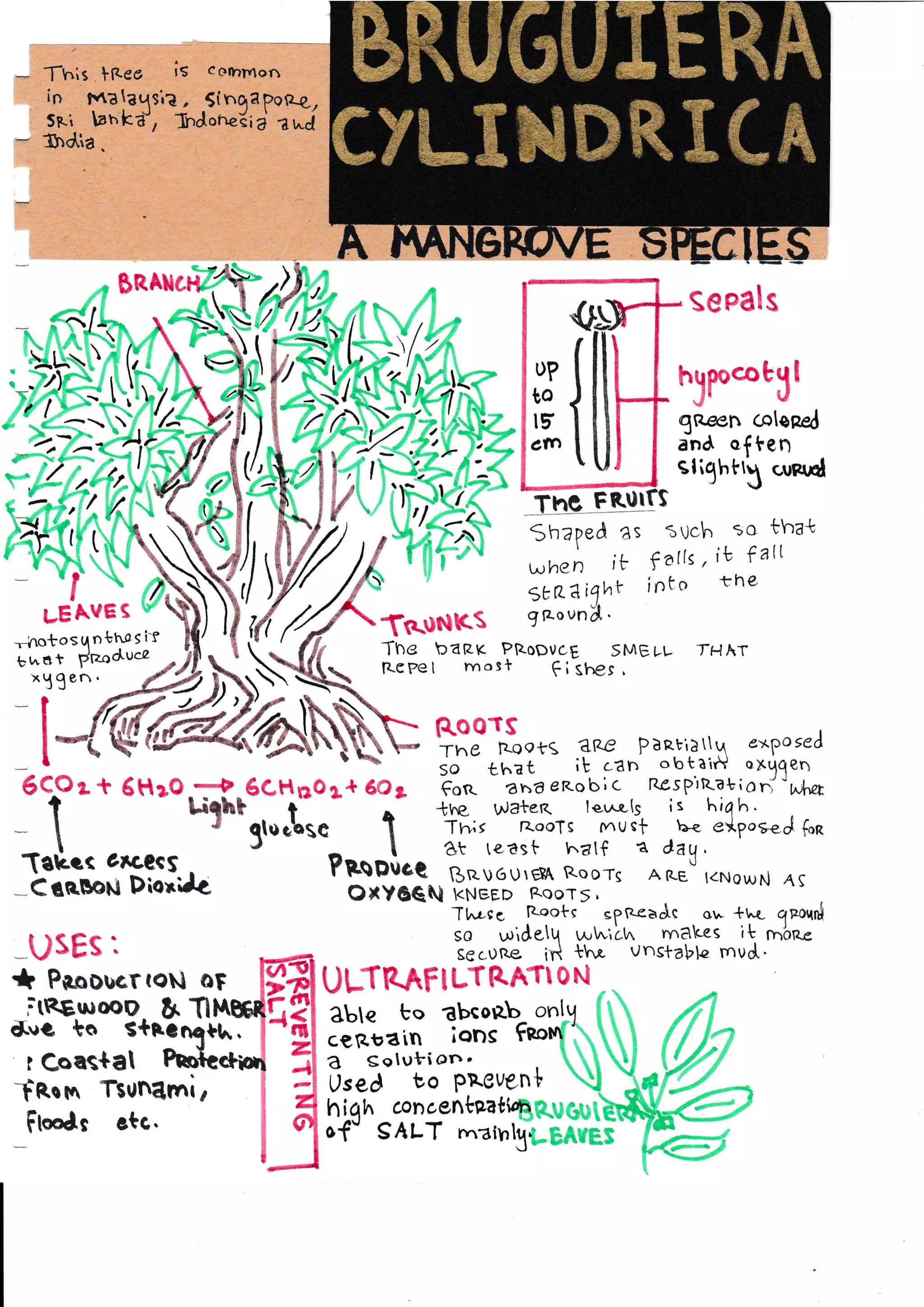 Tf,is tBee is corhmof
in malaqsia, g(nqaporr-q.,
sri 1,ah,ka", Tndor,e{i d z6j
{no,a.
7$RAucil/F/>f4 f- SePSls
1 #lfrN AS,N ;/r%/i...c / r;j I
$ffik dA
lrlTH:rr::r:
TXN{ff(:[.. iltl'.ni n" rhe
,-hotosqnrresir)}) lW
^I^toI-[)
--::::''-^^- , r.i.?
ffi"t l:E",ou[,1",!ooot1*,rlr"
rFrAr
I $lH:-.,t%^P'j;i'tl$ fip::'a
6cpa t 6HeO-:+-6CHnOe4 6Q1 €orr.
-
ata er<obic rrcspitarulor-91|-L
TlSffiilfu
r rB,SL:_^J"i:i:k"{J1, "^11u,.*o,N
^s
Jt.r.se, Roots spfrceJc ow +,,'. gnafr{
so ulideh'a wWiltr rndEes it rnorrc
Jff:,]"r,ou oF lffi uLrR^o,itfl:Iitil
i'"''iat'r" h'i
-itRsrnm,.
q. Tl.$s{r^4*n"l;-
lbsorzb-
o,,i.y. rW
";l"Ir"i::d[hd
-
1 3, #,,r r" h#tt'norr Tsulu
_F.*rr "r.." l {listrflf*Tltffi$U
EER&
yrgwmRXCe
 