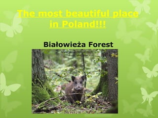 The most beautiful place in Poland!!! Białowieża Forest 