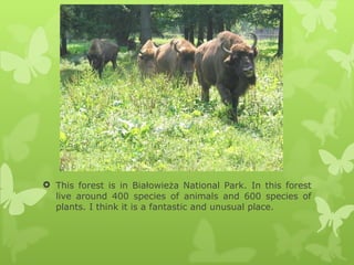 This forest is in Białowieża National Park. In this forest live around 400 species of animals and 600 species of plants. I think it is a fantastic and unusual place. 