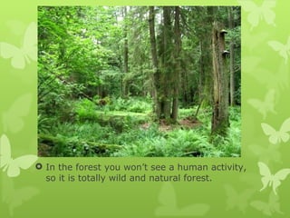 In the forest you won’t see a human activity, so it is totally wild and natural forest. 