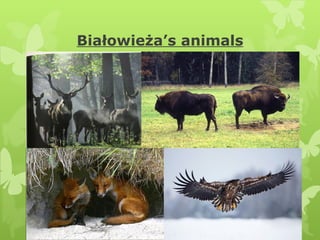 Białowieża’s animals 