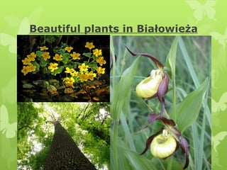 Beautiful plants in Białowieża 