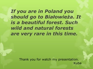 I f  you are in Poland you should go to Białowieża. It is a beautiful forest. Such wild and natural forests are very rare in this time.  Thank you for watch my presentation. Kuba 