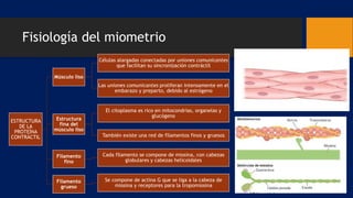Fisiología del miometrio
ESTRUCTURA
DE LA
PROTEÍNA
CONTRÁCTIL
Músculo liso
Células alargadas conectadas por uniones comunicantes
que facilitan su sincronización contráctil
Las uniones comunicantes proliferan intensamente en el
embarazo y preparto, debido al estrógeno
Estructura
fina del
músculo liso
El citoplasma es rico en mitocondrias, organelas y
glucógeno
También existe una red de filamentos finos y gruesos
Filamento
fino
Cada filamento se compone de miosina, con cabezas
globulares y cabezas helicoidales
Filamento
grueso
Se compone de actina G que se liga a la cabeza de
miosina y receptores para la tropomiosina
 