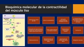 Bioquímica molecular de la contractilidad
del músculo liso
Liberación de calcio
del RSP
Unión Ca-Calmodulina
Activación
miosincinasa por
complejo Ca-Cmd
La miosinicinasa con
ATP fosforila miosinas
de cadena liviana
activadas
Liberación de cola de miosina
y cambio de conformación de
cabeza (punto para actina)
Unión cabeza globular
de miosina a actina
Deslizamiento
actina sobre
miosina
Contracción
Disminución de Ca
Desfosforilación de
miosina de cadena
ligera
Inactivacion de
miosina de cadena
ligera
Relajacion muscular
 