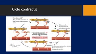 Ciclo contráctil
 