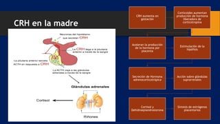 CRH en la madre
CRH aumenta en
gestación
Corticoides aumentan
producción de hormona
liberadora de
corticotropina
Aceleran la producción
de la hormona por
placenta
Estimulación de la
hipófisis
Secreción de Hormona
adrenocorticotrópica
Acción sobre glándulas
suprarrenales
Cortisol y
Dehidroepiandrosterona
Síntesis de estrógenos
placentarios
 