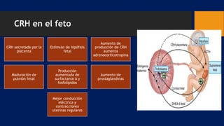 CRH en el feto
CRH secretada por la
placenta
Estimulo de hipófisis
fetal
Aumento de
producción de CRH
aumenta
adrenocorticotropina
Maduración de
pulmón fetal
Producción
aumentada de
surfactante A y
fosfolípidos
Aumento de
prostaglandinas
Mejor conducción
eléctrica y
contracciones
uterinas regulares
 
