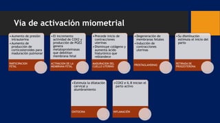 Vía de activación miometrial
•Aumento de presión
intrauterina
•Aumento de
producción de
corticosteroides para
maduración pulmonar
PARTICIPACION
FETAL
•El incremento
actividad de COX2 y
producción de PGE2
genera
metaloproteinasas
que debilitan
membrana fetal
ACTIVACION DE LA
MEMBRANA FETAL
•Precede inicio de
contracciones
uterinas
•Disminuye colágeno y
aumenta ácido
hialurónico que
reblandece
MADURACION DEL
CUELLO UTERINO
•Degeneración de
membranas fetales
•Inducción de
contracciones
uterinas
PROSTAGLANDINAS
•Su disminución
estimula el inicio del
parto
RETIRADA DE
PROGESTERONA
•Estimula la dilatación
cervical y
alumbramiento
OXITOCINA
•COX2 e IL 8 inician el
parto activo
INFLAMACIÓN
 