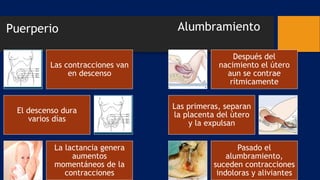 Puerperio
Las contracciones van
en descenso
El descenso dura
varios días
La lactancia genera
aumentos
momentáneos de la
contracciones
Alumbramiento
Después del
nacimiento el útero
aun se contrae
rítmicamente
Las primeras, separan
la placenta del útero
y la expulsan
Pasado el
alumbramiento,
suceden contracciones
indoloras y aliviantes
 
