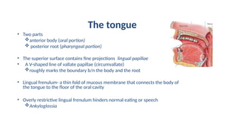 The tongue
• Two parts
anterior body (oral portion)
 posterior root (pharyngeal portion)
• The superior surface contains fine projections lingual papillae
• A V-shaped line of vallate papillae (circumvallate)
roughly marks the boundary b/n the body and the root
• Lingual frenulum- a thin fold of mucous membrane that connects the body of
the tongue to the floor of the oral cavity
• Overly restrictive lingual frenulum hinders normal eating or speech
Ankyloglossia
 