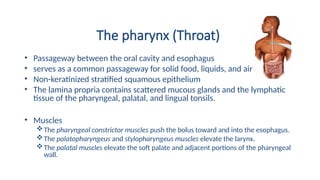 The pharynx (Throat)
• Passageway between the oral cavity and esophagus
• serves as a common passageway for solid food, liquids, and air
• Non-keratinized stratified squamous epithelium
• The lamina propria contains scattered mucous glands and the lymphatic
tissue of the pharyngeal, palatal, and lingual tonsils.
• Muscles
The pharyngeal constrictor muscles push the bolus toward and into the esophagus.
The palatopharyngeus and stylopharyngeus muscles elevate the larynx.
The palatal muscles elevate the soft palate and adjacent portions of the pharyngeal
wall.
 