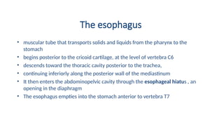 The esophagus
• muscular tube that transports solids and liquids from the pharynx to the
stomach
• begins posterior to the cricoid cartilage, at the level of vertebra C6
• descends toward the thoracic cavity posterior to the trachea,
• continuing inferiorly along the posterior wall of the mediastinum
• It then enters the abdominopelvic cavity through the esophageal hiatus , an
opening in the diaphragm
• The esophagus empties into the stomach anterior to vertebra T7
 