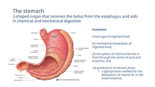 Functions
(1)storage of ingested food;
(2) mechanical breakdown of
ingested food;
(3) disruption of chemical bonds in
food through the action of acid and
enzymes; and
(4) production of intrinsic factor,
 a glycoprotein needed for the
absorption of vitamin B12 in the
small intestine.
The stomach
J-shaped organ that receives the bolus from the esophagus and aids
in chemical and mechanical digestion
 