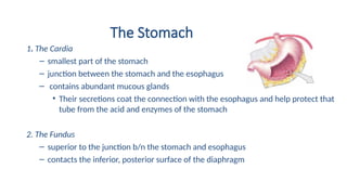 The Stomach
1. The Cardia
– smallest part of the stomach
– junction between the stomach and the esophagus
– contains abundant mucous glands
• Their secretions coat the connection with the esophagus and help protect that
tube from the acid and enzymes of the stomach
2. The Fundus
– superior to the junction b/n the stomach and esophagus
– contacts the inferior, posterior surface of the diaphragm
 