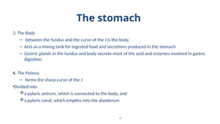 The stomach
3. The Body
– between the fundus and the curve of the J is the body,
– Acts as a mixing tank for ingested food and secretions produced in the stomach
– Gastric glands in the fundus and body secrete most of the acid and enzymes involved in gastric
digestion
4. The Pylorus
– forms the sharp curve of the J
•Divided into
a pyloric antrum, which is connected to the body, and
a pyloric canal, which empties into the duodenum
18
 