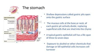 • Shallow depressions called gastric pits open
onto the gastric surface
• The mucous cells at the base,or neck, of
each gastric pit actively divide, replacing
superficial cells that are shed into the chyme
• A typical gastric epithelial cell has a life span
of three to seven days
• Exposure to alcohol or other chemicals that
damage or kill epithelial cells increases cell
turnover
The stomach
 