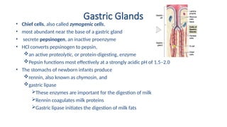 Gastric Glands
• Chief cells, also called zymogenic cells,
• most abundant near the base of a gastric gland
• secrete pepsinogen, an inactive proenzyme
• HCl converts pepsinogen to pepsin,
an active proteolytic, or protein-digesting, enzyme
Pepsin functions most effectively at a strongly acidic pH of 1.5–2.0
• The stomachs of newborn infants produce
rennin, also known as chymosin, and
gastric lipase
These enzymes are important for the digestion of milk
Rennin coagulates milk proteins
Gastric lipase initiates the digestion of milk fats
 