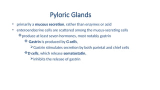 Pyloric Glands
• primarily a mucous secretion, rather than enzymes or acid
• enteroendocrine cells are scattered among the mucus-secreting cells
produce at least seven hormones, most notably gastrin
 Gastrin is produced by G cells,
Gastrin stimulates secretion by both parietal and chief cells
D cells, which release somatostatin,
inhibits the release of gastrin
 