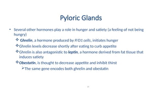 Pyloric Glands
• Several other hormones play a role in hunger and satiety (a feeling of not being
hungry)
 Ghrelin, a hormone produced by P/D1 cells, initiates hunger
Ghrelin levels decrease shortly after eating to curb appetite
Ghrelin is also antagonistic to leptin, a hormone derived from fat tissue that
induces satiety
Obestatin, is thought to decrease appetite and inhibit thirst
The same gene encodes both ghrelin and obestatin
25
 