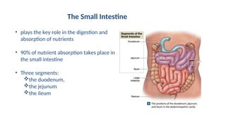 • plays the key role in the digestion and
absorption of nutrients
• 90% of nutrient absorption takes place in
the small intestine
• Three segments:
the duodenum,
the jejunum
the ileum
The Small Intestine
 