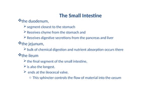 the duodenum,
segment closest to the stomach
Receives chyme from the stomach and
Receives digestive secretions from the pancreas and liver
the jejunum,
bulk of chemical digestion and nutrient absorption occurs there
the ileum
the final segment of the small intestine,
is also the longest.
 ends at the ileocecal valve.
o This sphincter controls the flow of material into the cecum
The Small Intestine
 