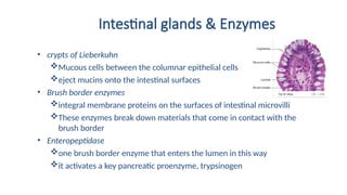 Intestinal glands & Enzymes
• crypts of Lieberkuhn
Mucous cells between the columnar epithelial cells
eject mucins onto the intestinal surfaces
• Brush border enzymes
integral membrane proteins on the surfaces of intestinal microvilli
These enzymes break down materials that come in contact with the
brush border
• Enteropeptidase
one brush border enzyme that enters the lumen in this way
it activates a key pancreatic proenzyme, trypsinogen
 