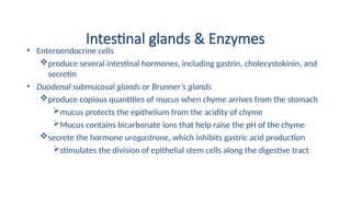 Intestinal glands & Enzymes
• Enteroendocrine cells
produce several intestinal hormones, including gastrin, cholecystokinin, and
secretin
• Duodenal submucosal glands or Brunner’s glands
produce copious quantities of mucus when chyme arrives from the stomach
mucus protects the epithelium from the acidity of chyme
Mucus contains bicarbonate ions that help raise the pH of the chyme
secrete the hormone urogastrone, which inhibits gastric acid production
stimulates the division of epithelial stem cells along the digestive tract
 