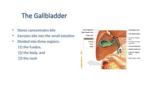 The Gallbladder
• Stores concentrates bile
• Excretes bile into the small intestine
• Divided into three regions:
(1) the fundus,
(2) the body, and
(3) the neck
 