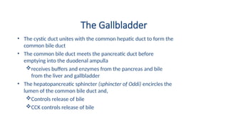 The Gallbladder
• The cystic duct unites with the common hepatic duct to form the
common bile duct
• The common bile duct meets the pancreatic duct before
emptying into the duodenal ampulla
receives buffers and enzymes from the pancreas and bile
from the liver and gallbladder
• The hepatopancreatic sphincter (sphincter of Oddi) encircles the
lumen of the common bile duct and,
Controls release of bile
CCK controls release of bile
 