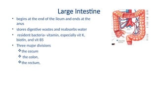 Large Intestine
• begins at the end of the ileum and ends at the
anus
• stores digestive wastes and reabsorbs water
• resident bacteria- vitamin, especially vit K,
biotin, and vit B5
• Three major divisions
the cecum
 the colon,
the rectum,
 